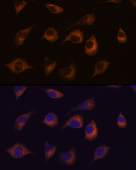 HSPB11 Antibody in Immunocytochemistry (ICC/IF)