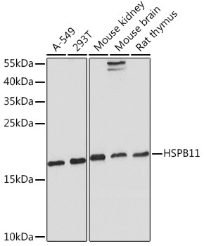 HSPB11 Antibody in Western Blot (WB)