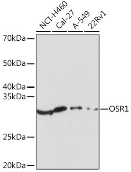 OSR1 Antibody in Western Blot (WB)