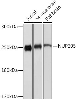 NUP205 Antibody in Western Blot (WB)