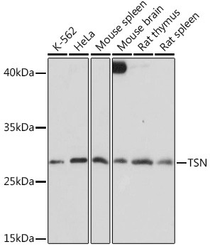 TSN Antibody in Western Blot (WB)