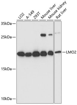 LMO2 Antibody in Western Blot (WB)