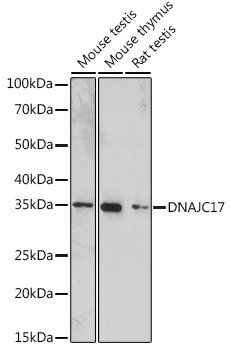 DNAJC17 Antibody in Western Blot (WB)