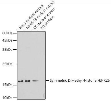 H3R26me2s Antibody in Western Blot (WB)