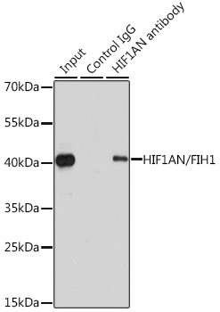 HIF1AN Antibody in Immunoprecipitation (IP)