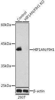 HIF1AN Antibody in Western Blot (WB)