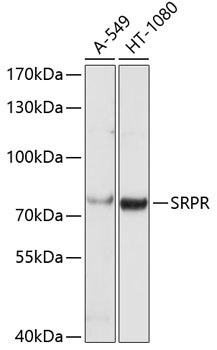 SRPR Antibody in Western Blot (WB)