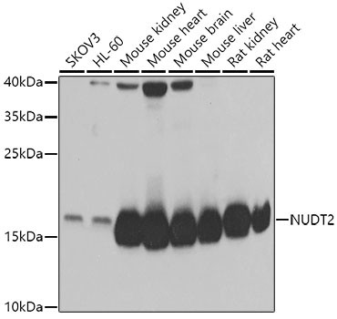 NUDT2 Antibody in Western Blot (WB)