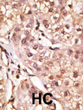 IL-29 Antibody in Immunohistochemistry (Paraffin) (IHC (P))