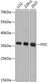 PDC Antibody in Western Blot (WB)