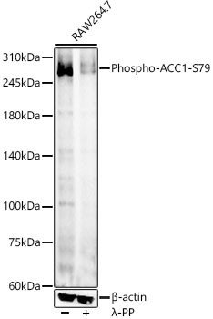 Phospho-Acetyl-CoA Carboxylase (Ser79) Antibody in Western Blot (WB)