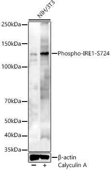 Phospho-IRE1 alpha (Ser724) Antibody in Western Blot (WB)