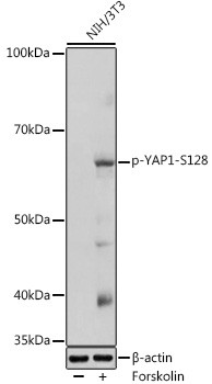 Phospho-YAP1 (Ser128) Antibody in Western Blot (WB)