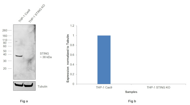 Phospho-STING (Ser366) Antibody in Western Blot (WB)