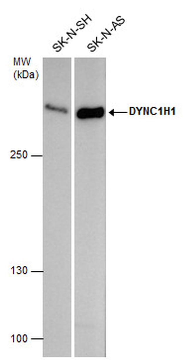 DYNC1H1 Antibody in Western Blot (WB)