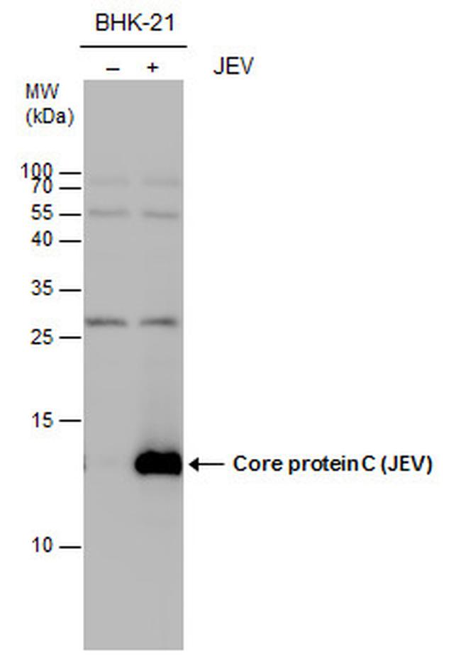 Japanese Encephalitis Virus Core Protein C Antibody in Western Blot (WB)