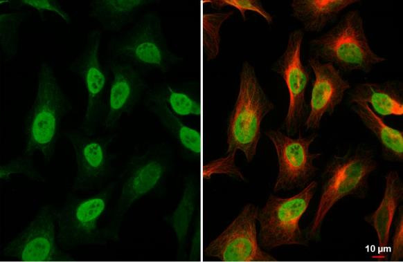 Histone H4 Antibody in Immunocytochemistry (ICC/IF)