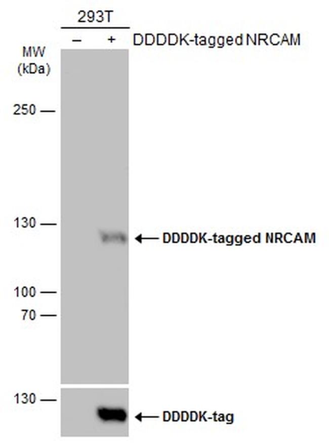 NRCAM Antibody in Western Blot (WB)