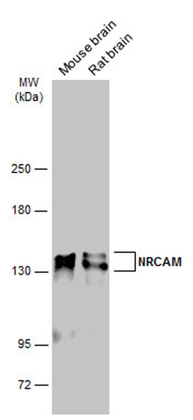 NRCAM Antibody in Western Blot (WB)