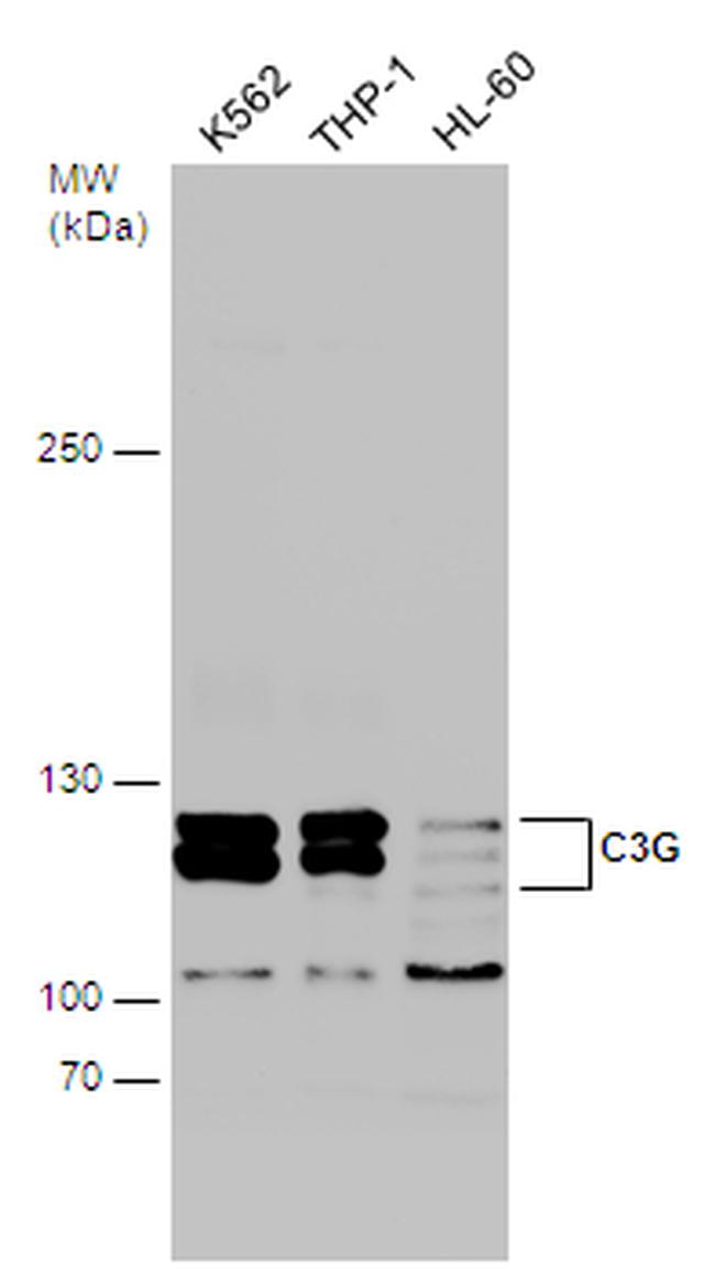C3G Antibody in Western Blot (WB)