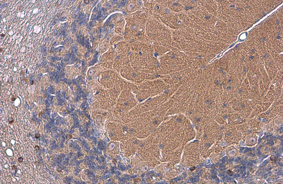 EAAT4 Antibody in Immunohistochemistry (Paraffin) (IHC (P))