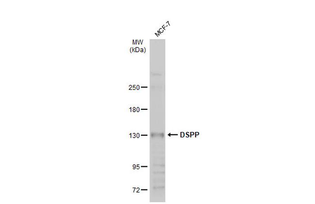 DSPP Antibody in Western Blot (WB)