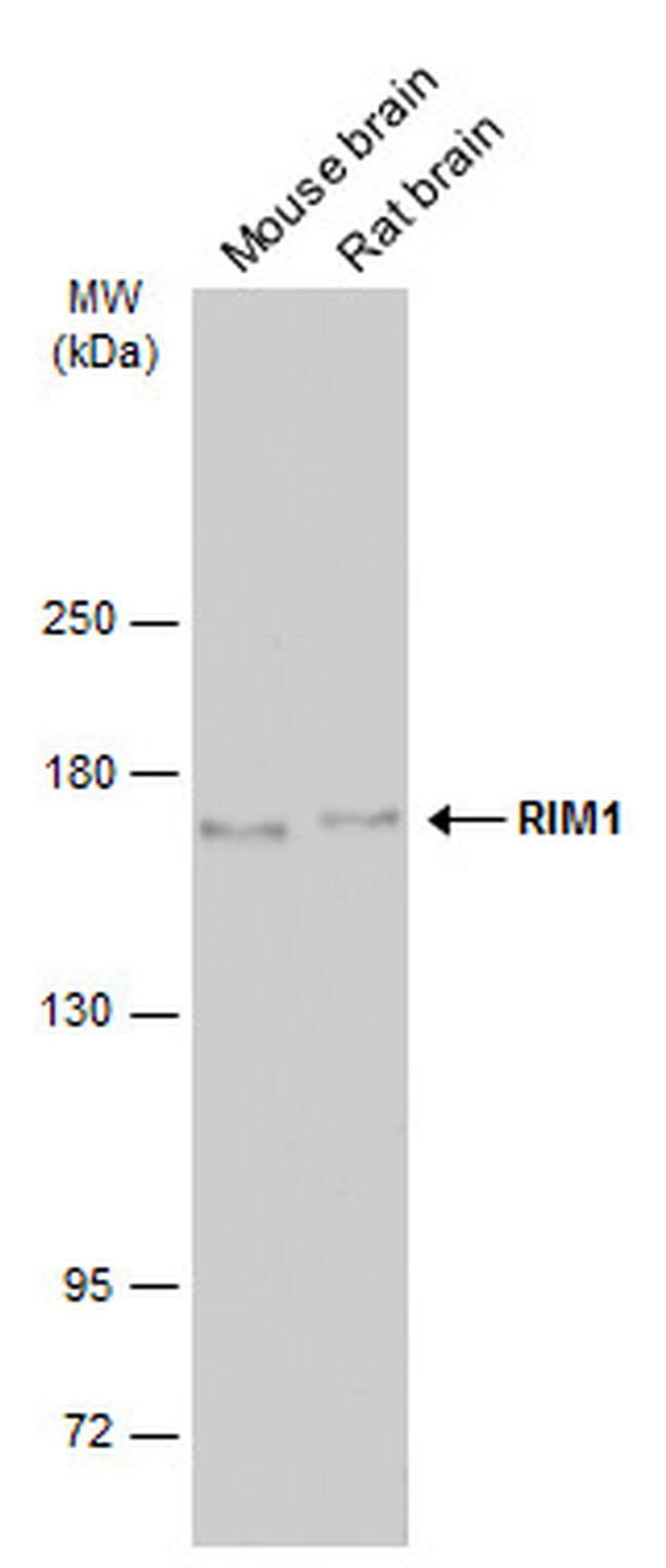 RIM1 Antibody in Western Blot (WB)