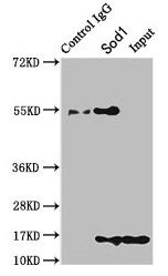 SOD1 Antibody in Immunoprecipitation (IP)