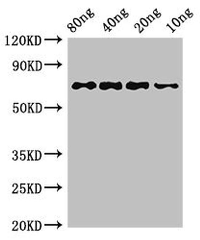 E. coli htpG Antibody in Western Blot (WB)