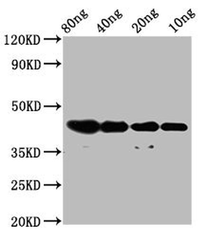 NUP93 Antibody in Western Blot (WB)