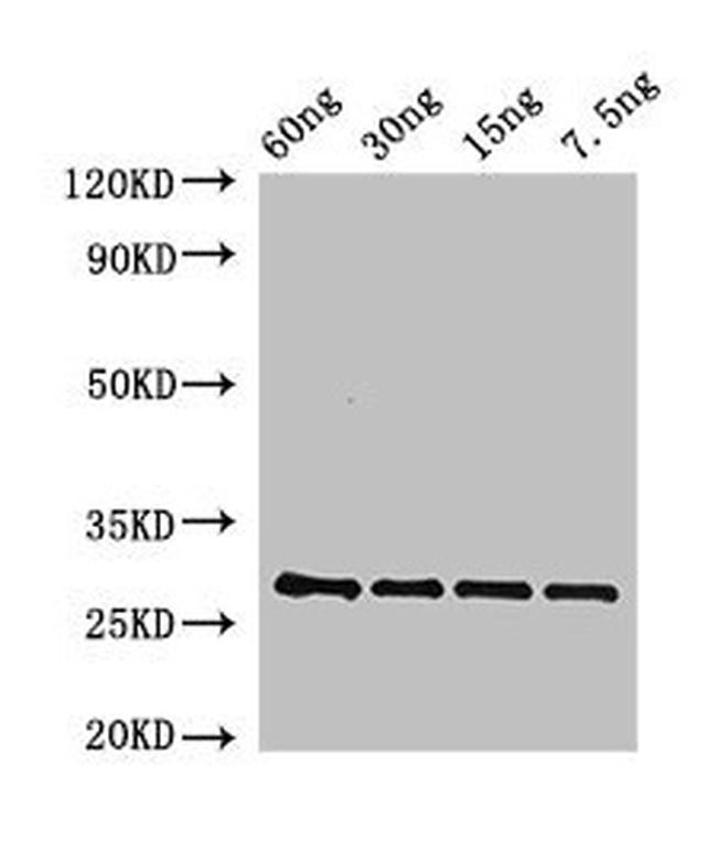 Arabidopsis thaliana BAS1 Antibody in Western Blot (WB)