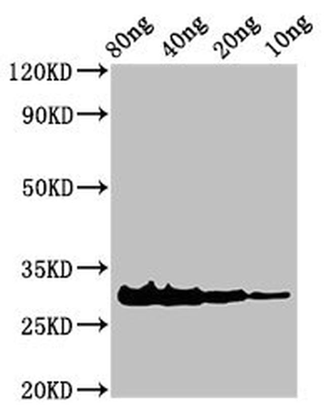 C. rhodostoma Snaclec rhodocytin subunit alpha Antibody in Western Blot (WB)