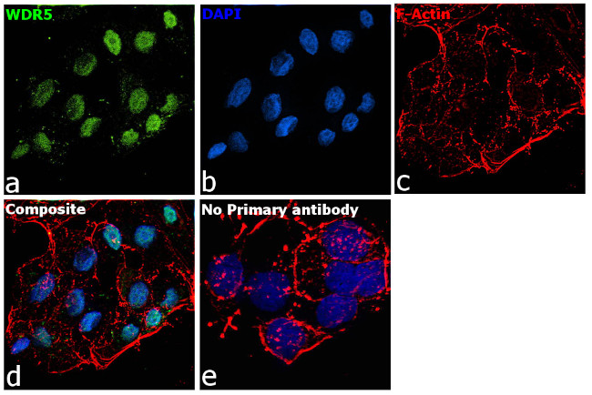 WDR5 Antibody in Immunocytochemistry (ICC/IF)