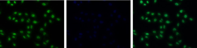 H4R3me2s Antibody in Immunocytochemistry (ICC/IF)