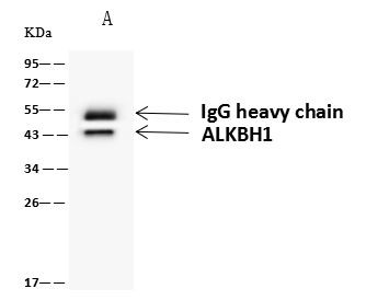 ABH1 Antibody in Immunoprecipitation (IP)