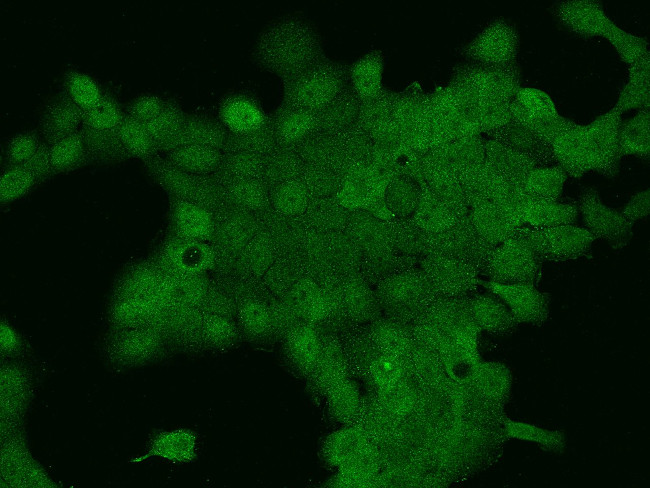 PARG1 Antibody in Immunocytochemistry (ICC/IF)