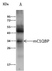 C1QBP Antibody in Immunoprecipitation (IP)
