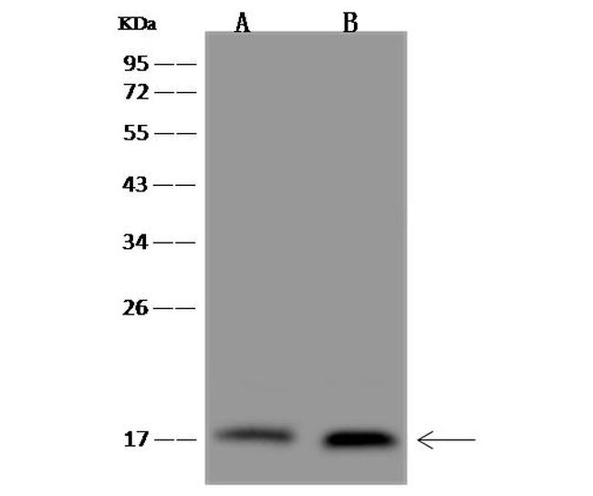 CHCHD10 Antibody in Western Blot (WB)