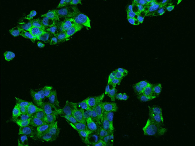 PERK Antibody in Immunocytochemistry (ICC/IF)