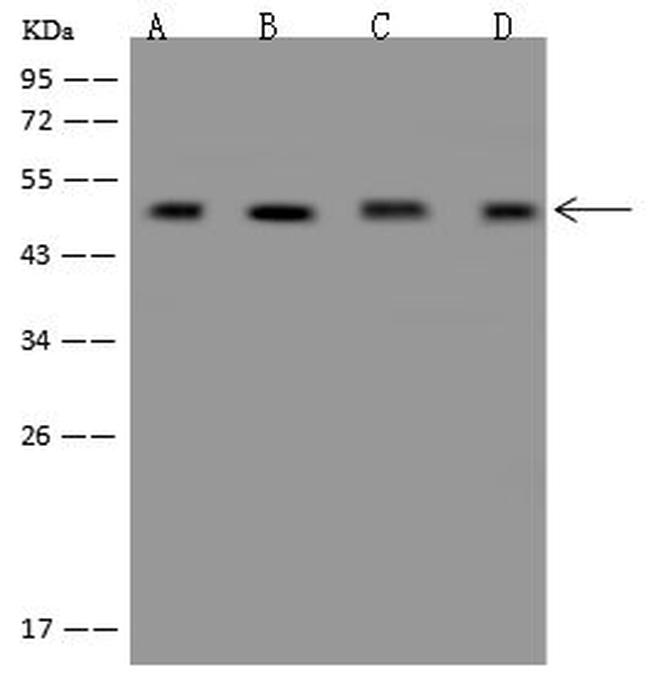 eIF4A3 Antibody in Western Blot (WB)