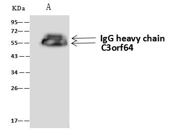 EOGT Antibody in Immunoprecipitation (IP)