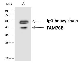 FAM76B Antibody in Immunoprecipitation (IP)