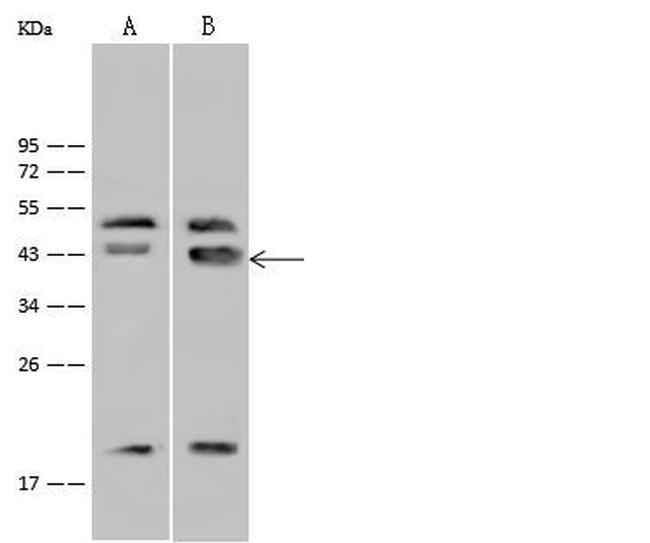 GATA4 Antibody in Western Blot (WB)