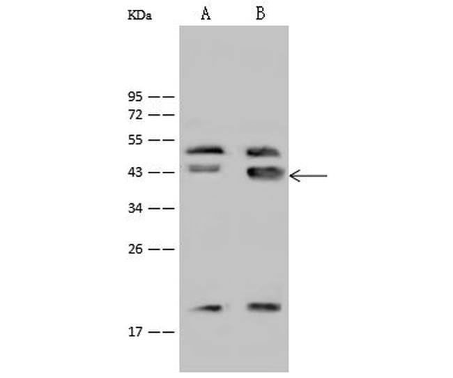 GATA4 Antibody in Western Blot (WB)