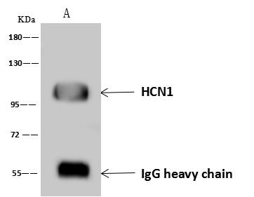 HCN1 Antibody in Immunoprecipitation (IP)