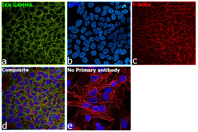 IKK gamma Antibody in Immunocytochemistry (ICC/IF)