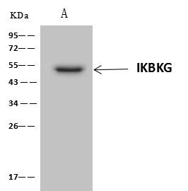 IKK gamma Antibody in Immunoprecipitation (IP)