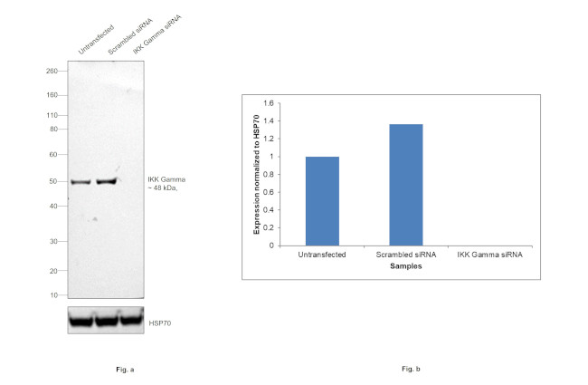 IKK gamma Antibody in Western Blot (WB)