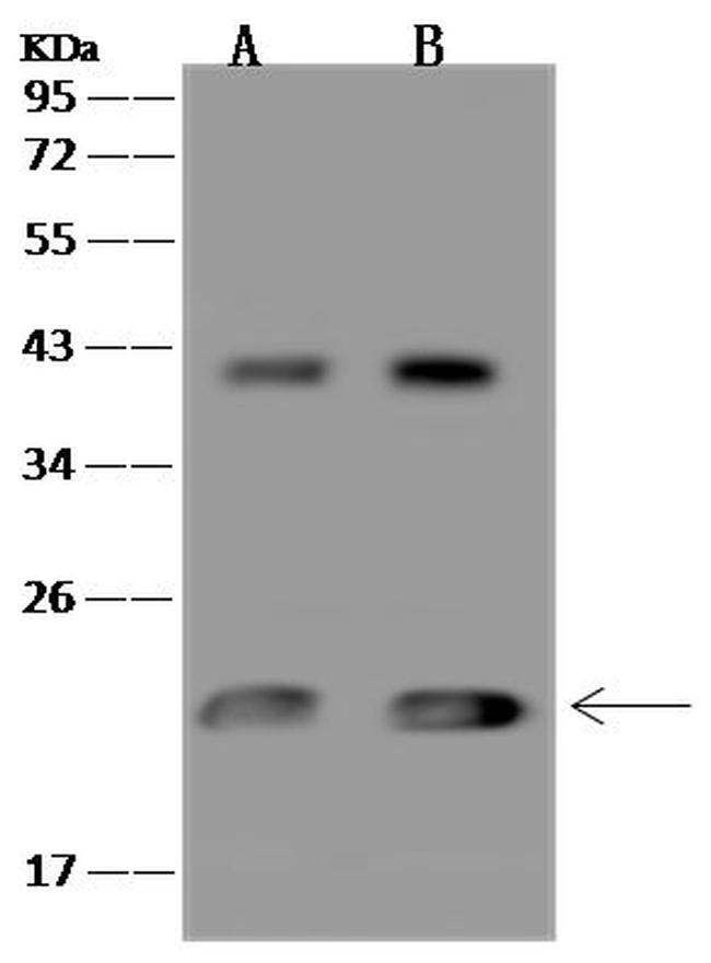 MRPL47 Antibody in Western Blot (WB)