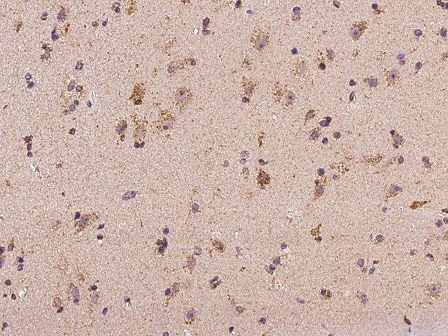 MRPL9 Antibody in Immunohistochemistry (Paraffin) (IHC (P))